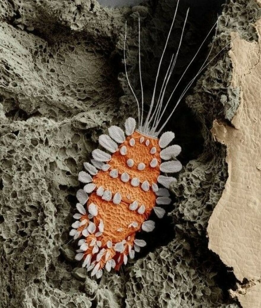 26 Macro Images Invisible To Human Eyes That Will Amaze Them 26 Macro Images Invisible To Human Eyes That Will Amaze Them