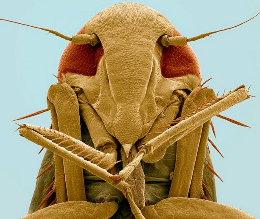 26 Macro Images Invisible To Human Eyes That Will Amaze Them 26 Macro Images Invisible To Human Eyes That Will Amaze Them