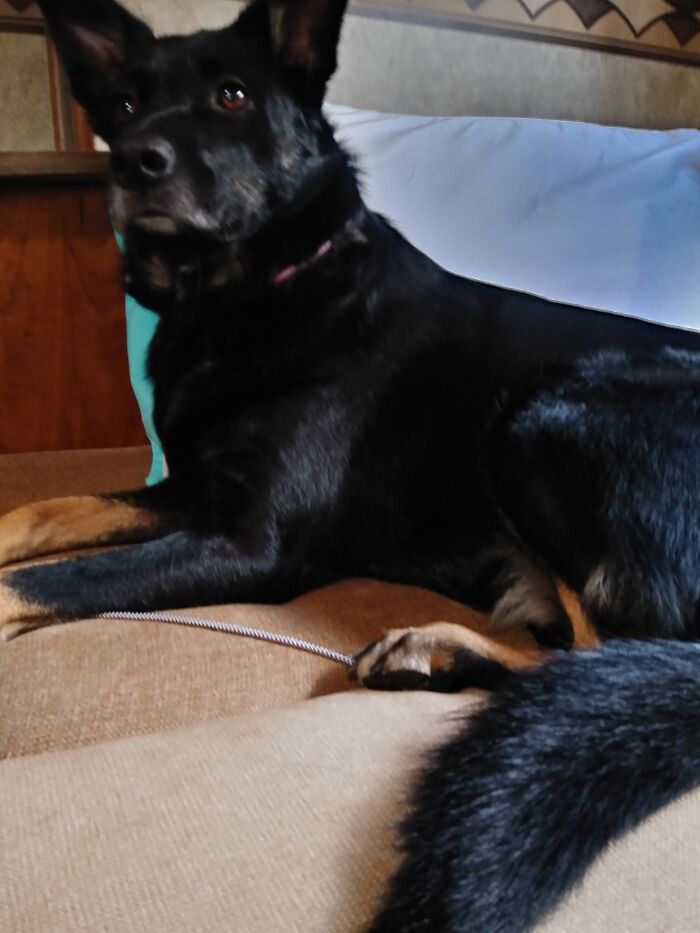 My Baby ( German Shepherd, Aussie, Red Heeler )