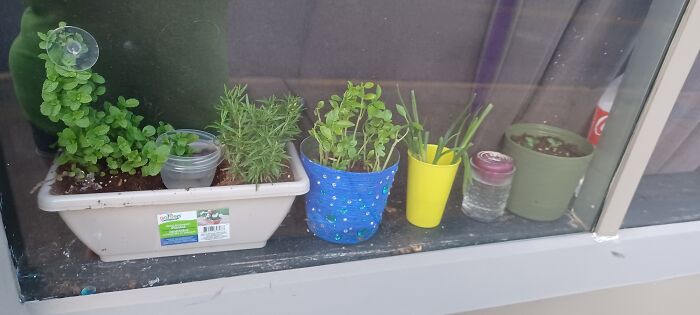 Mint,rosemary,basil,green Onion,red Onion,cucumber