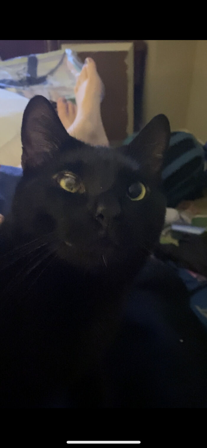 Here Is My Cat Chess (This Is A Screenshot From A Video I Took)