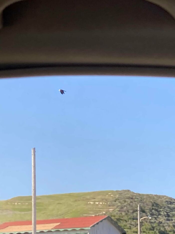 Pulled The Car Over To Take A Look At The Bald Eagle. But It Was A Crow With A Slice Of White Bread