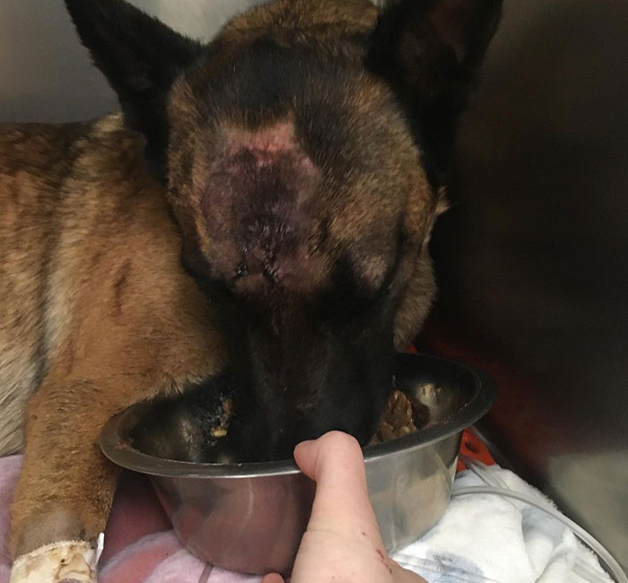 Eva The Dog Heroically Saved Her Owner&rsquo;s Life During Mountain Lion Attack