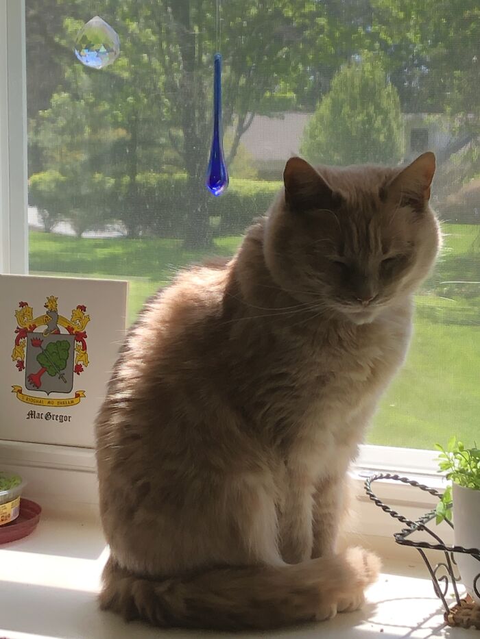 Fighting Sleep In The Sunshiny Window.