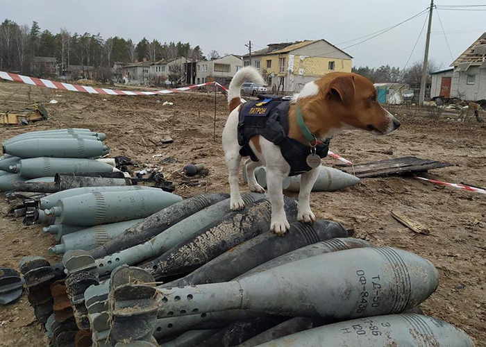 Hero Pup Patron Awarded Medal By Ukrainian President Zelensky For Sniffing Out Over 250 Bombs And Munitions Hero Pup Patron Awarded Medal By Ukrainian President Zelensky For Sniffing Out Over 250 Bombs And Munitions