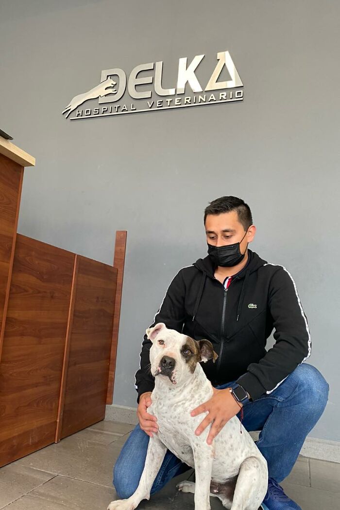 This Dog Was Found Extremely Malnourished, A Few Months Later He’s Unrecognizable As He Recovers And Then Finds A Forever Home - 12