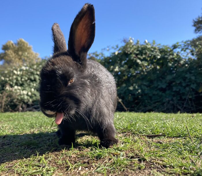Bunny Sticking It’s Tongue Out