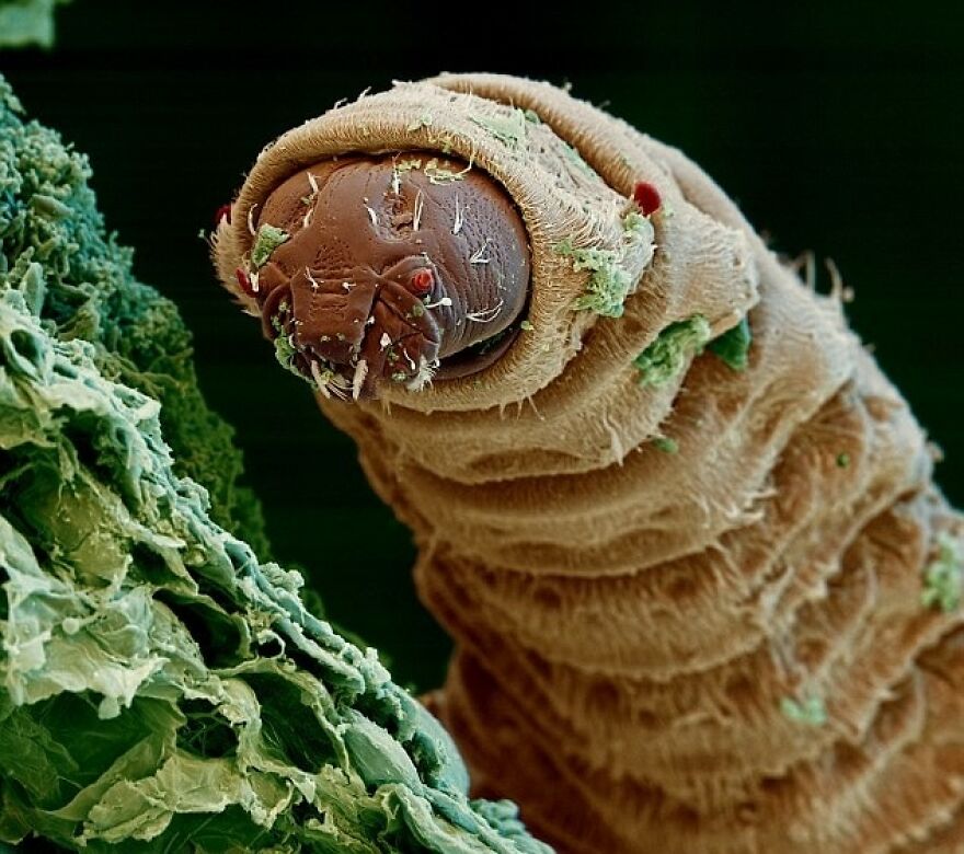 26 Macro Images Invisible To Human Eyes That Will Amaze Them 26 Macro Images Invisible To Human Eyes That Will Amaze Them