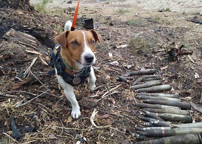 Hero Pup Patron Awarded Medal By Ukrainian President Zelensky For Sniffing Out Over 250 Bombs And Munitions Hero Pup Patron Awarded Medal By Ukrainian President Zelensky For Sniffing Out Over 250 Bombs And Munitions