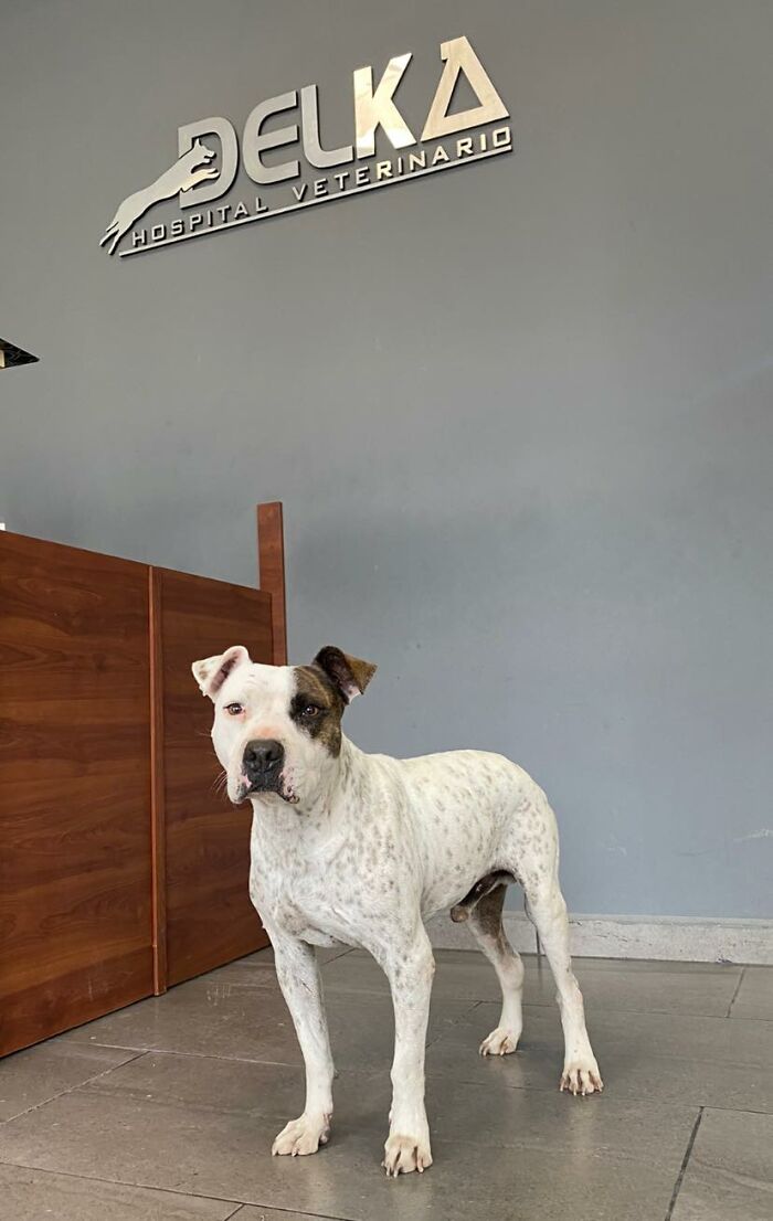 This Dog Was Found Extremely Malnourished, A Few Months Later He’s Unrecognizable As He Recovers And Then Finds A Forever Home - 6