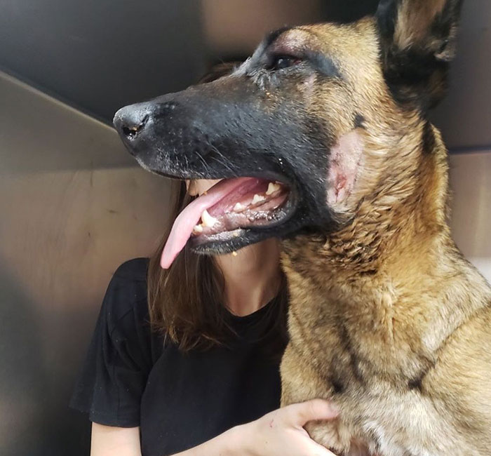 Eva The Dog Heroically Saved Her Owner&rsquo;s Life During Mountain Lion Attack