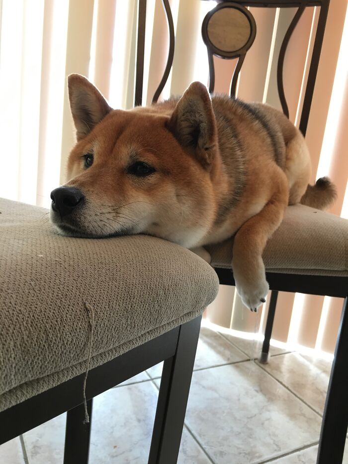Honey (Shiba Inu)