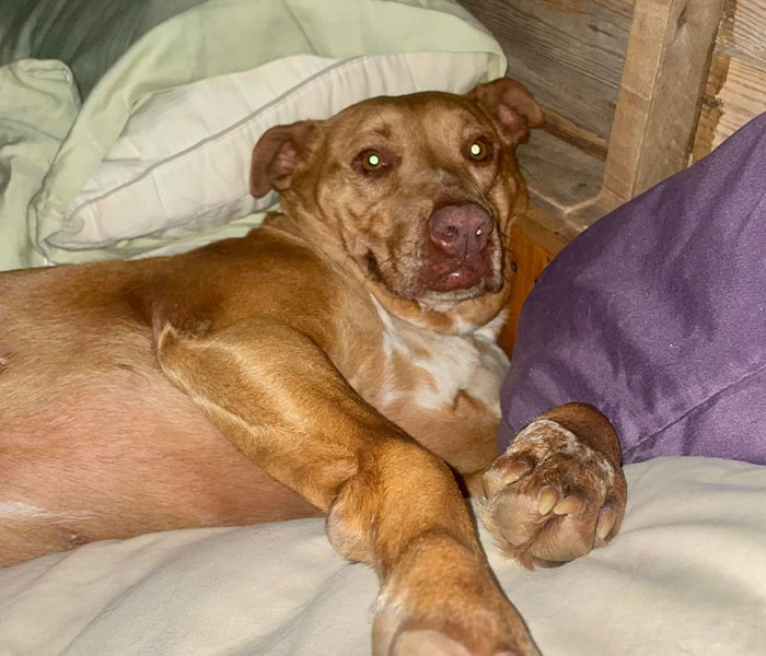 Married Couple Wake Up To Find A Mystery Dog Sleeping In Their Bed Married Couple Wake Up To Find A Mystery Dog Sleeping In Their Bed