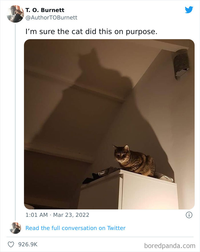 Funny-Cat-Dog-Tweets