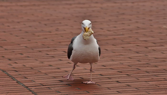 &ldquo;Oh, He Likes Those&rdquo;: Tesco&rsquo;s Staff Have Given Up Trying To Stop Steven The Seagull From Stealing Any More Crisps