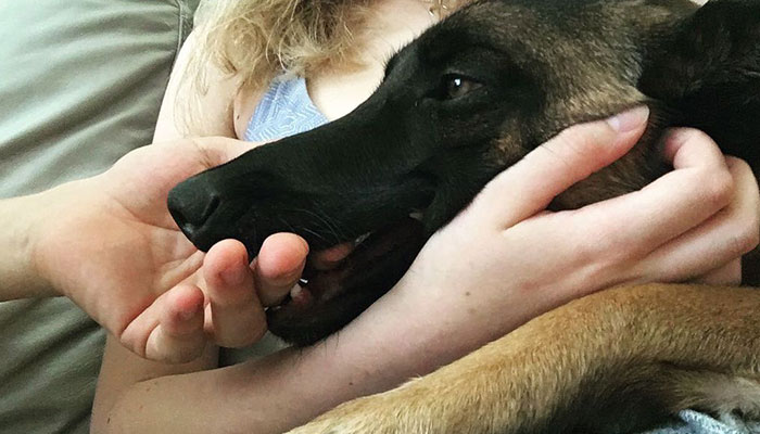 Eva The Dog Heroically Saved Her Owner&rsquo;s Life During Mountain Lion Attack