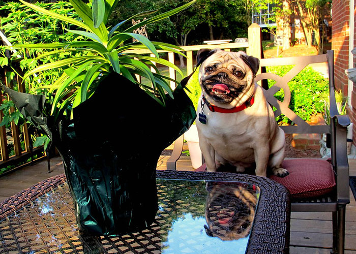 3,8 Millones de personas adoran este video de un hombre que tiene la cena m&aacute;s dulce con su perro
