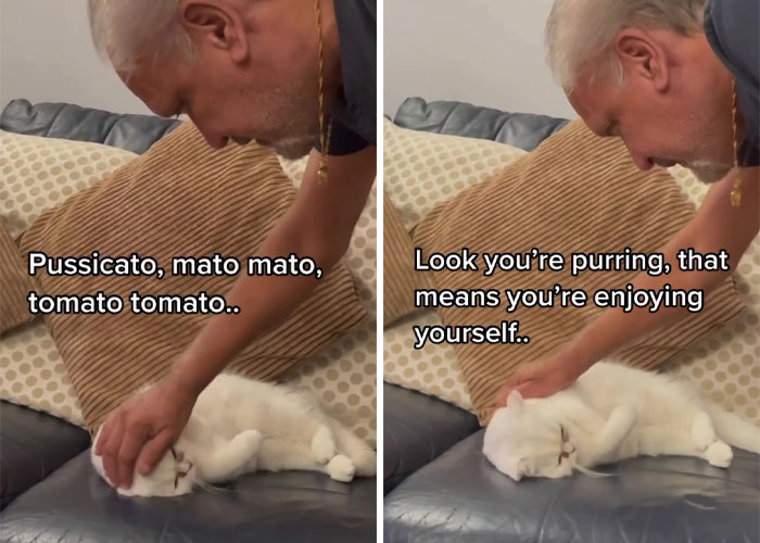 Dad Who Dislikes Cats Became Obsessed With The One His Son Brought Home, Now They&rsquo;re Inseparable