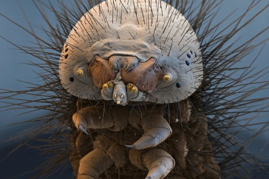 26 Macro Images Invisible To Human Eyes That Will Amaze Them 26 Macro Images Invisible To Human Eyes That Will Amaze Them