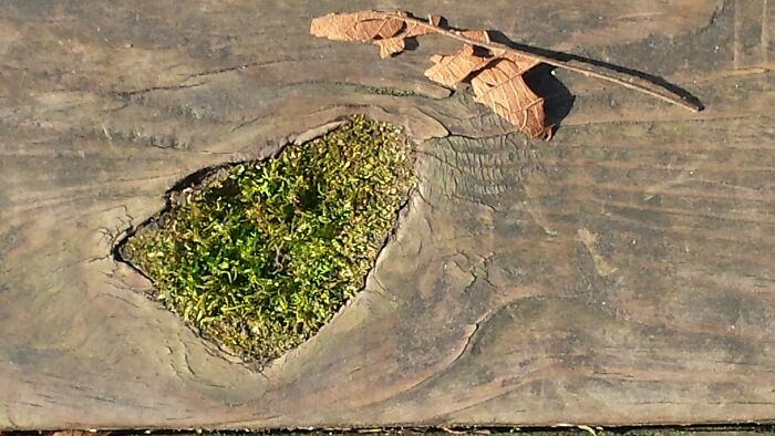 Moss Island In A Wooden Path