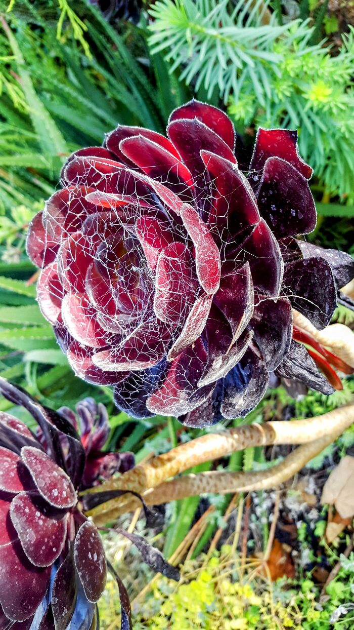 Abandoned Spiderweb Made For A Beautiful, Almost Stained Glass Look