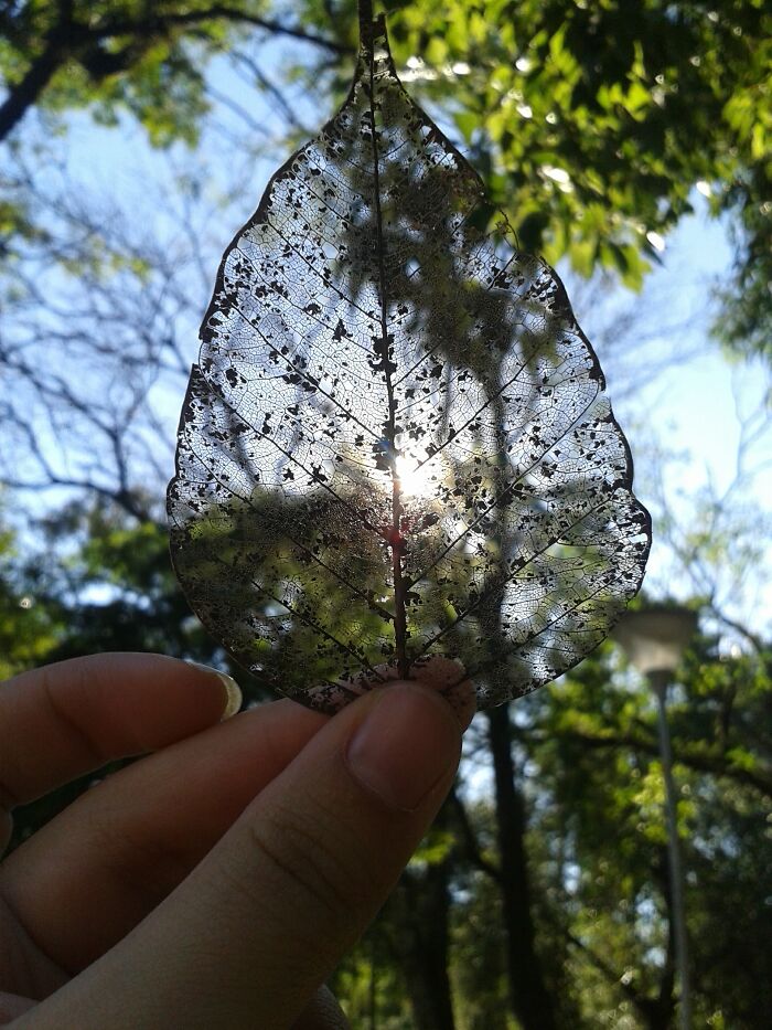 This Leaf Skeleton...