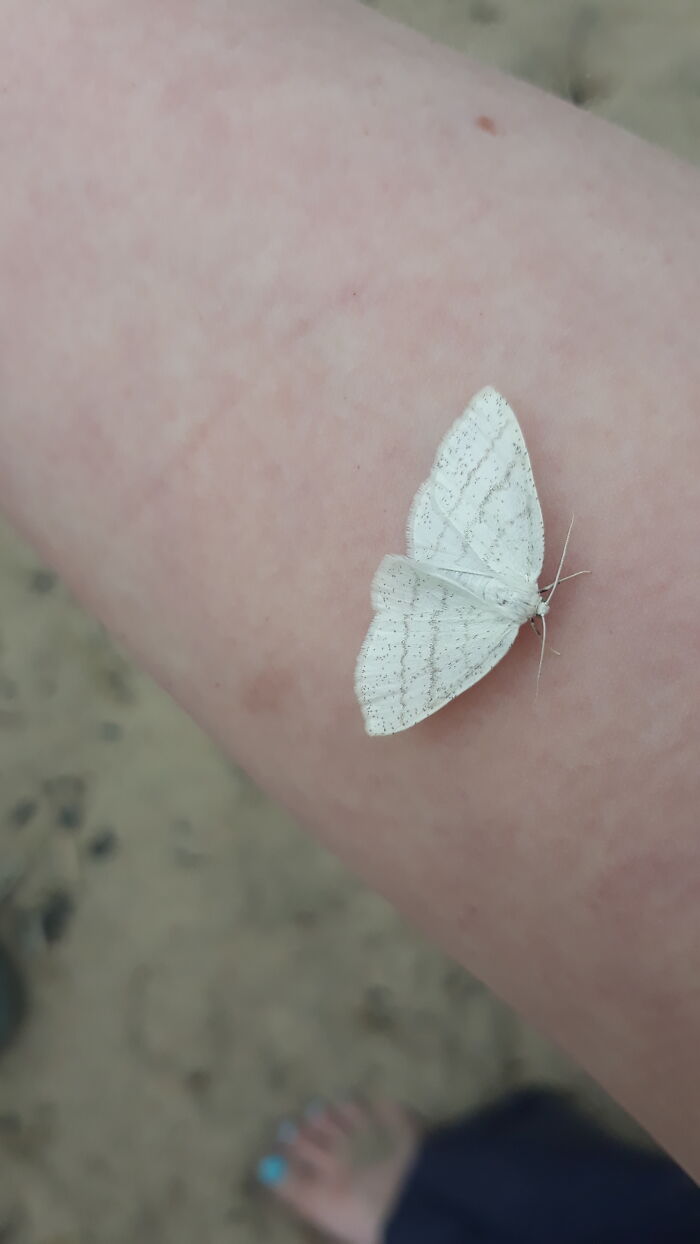 A Little Friend Rescued From The Sand