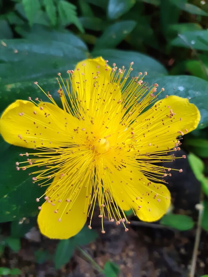 St John's Wort. An Invasive Pest But Beautiful.