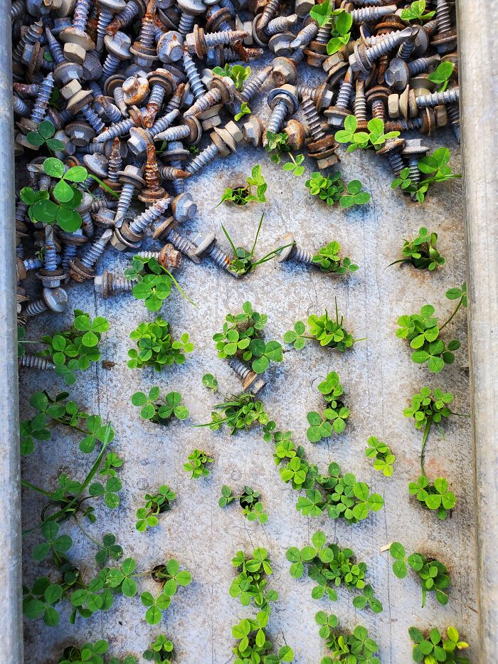 Cloverleaf Growing Thrue My Dad In Law S Garage Scraps