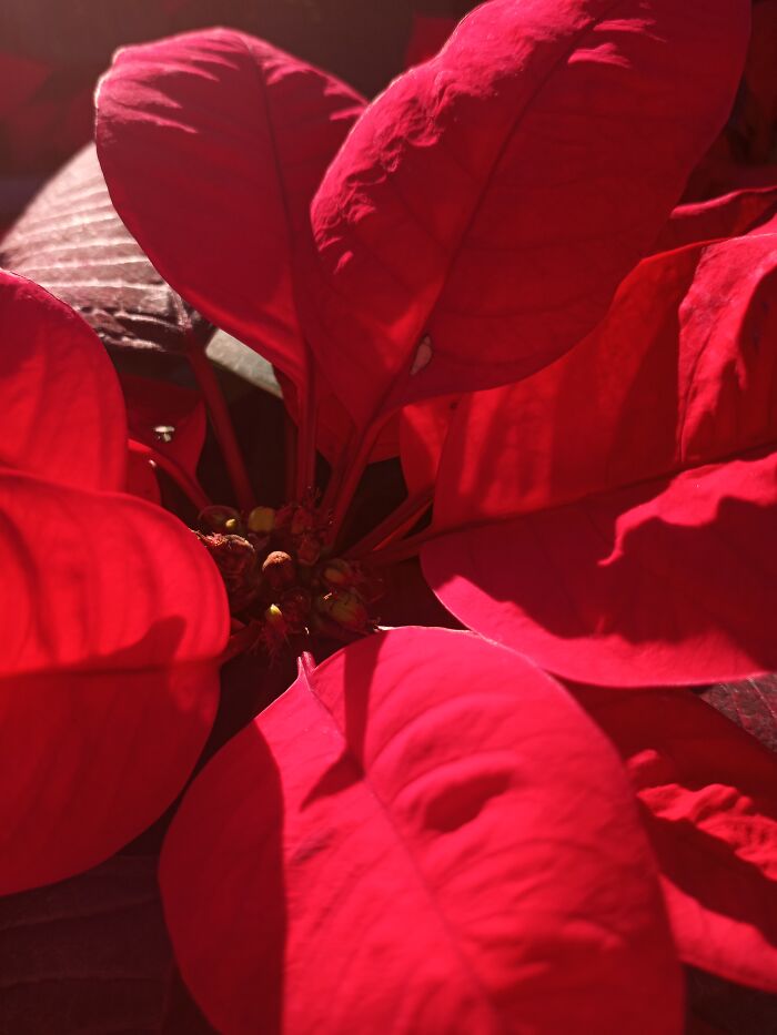 Poinsettia