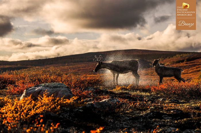 "Nunavik" By Jean Simon Begin. Bronze In Nature, Wildlife