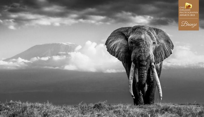 "Kenyan Icons" By William Fortescue. Bronze In Nature, Wildlife