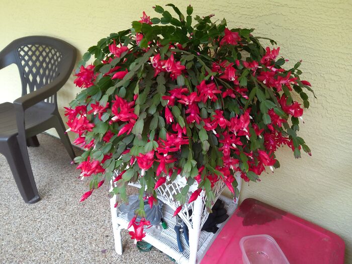 My Christmas Cactus