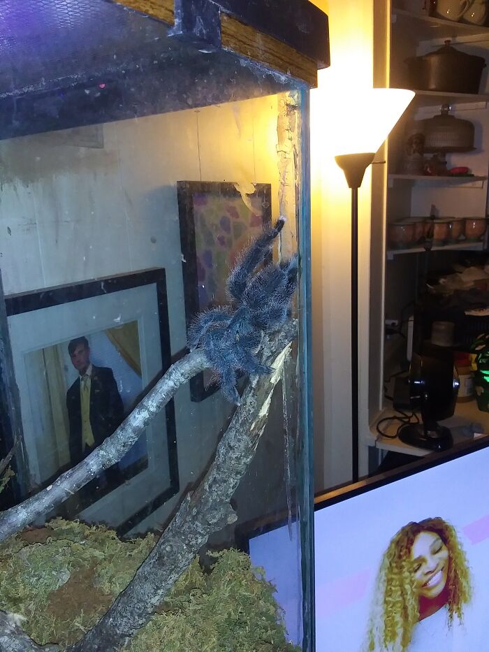 My Beautiful Babies 🐍🐍🕷️