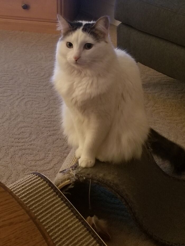 I'm Sorry For Another Post I Just Realized I Can Upload More Than One At A Time. Here's Pips Again, She Is Quit Photogenic