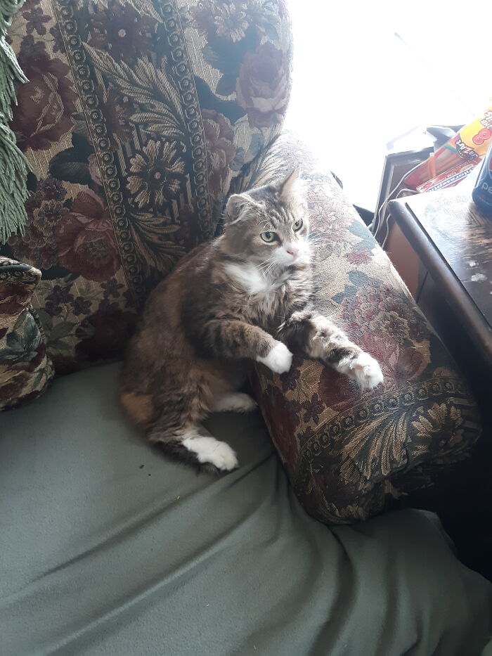 My Little Spirit Animal