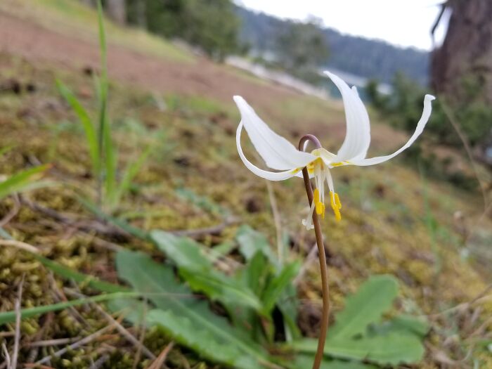 Oregon Fawnlily