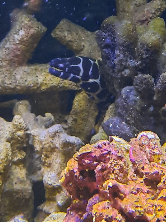 Everyone Meet Eely Dan