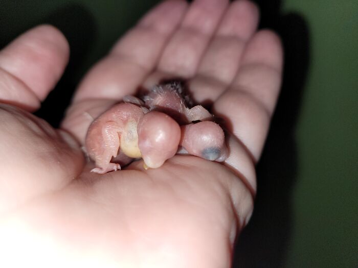 Not Exactly Exotic, But Definitely Alien. Pair Of Newborn Parakeets.