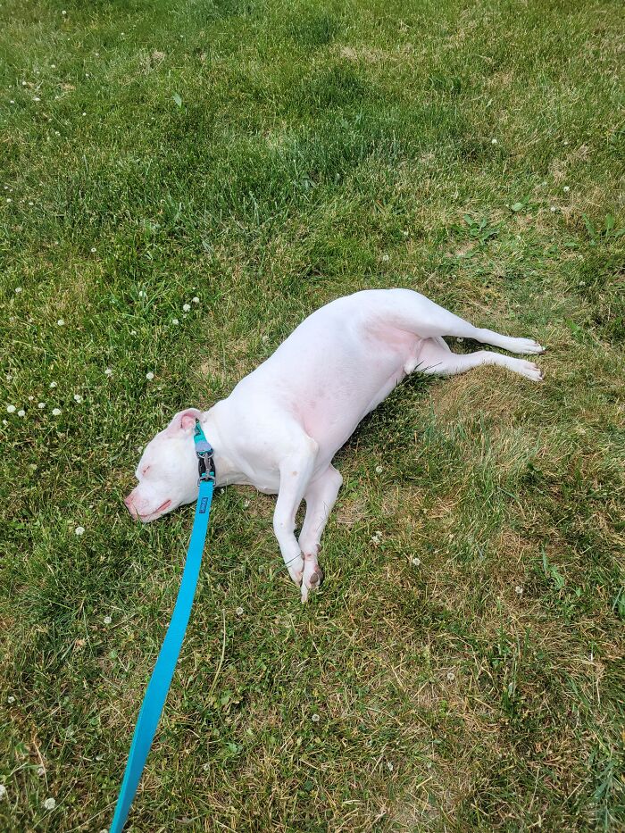 Napping In The Sunshine Mid Walk!