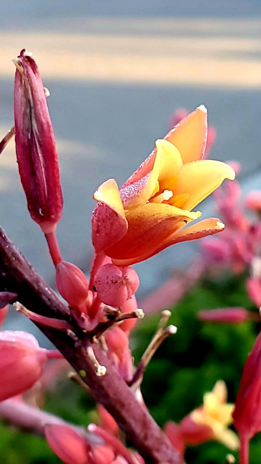 15 Strange Yet Beautiful Flowers From Planet Earth