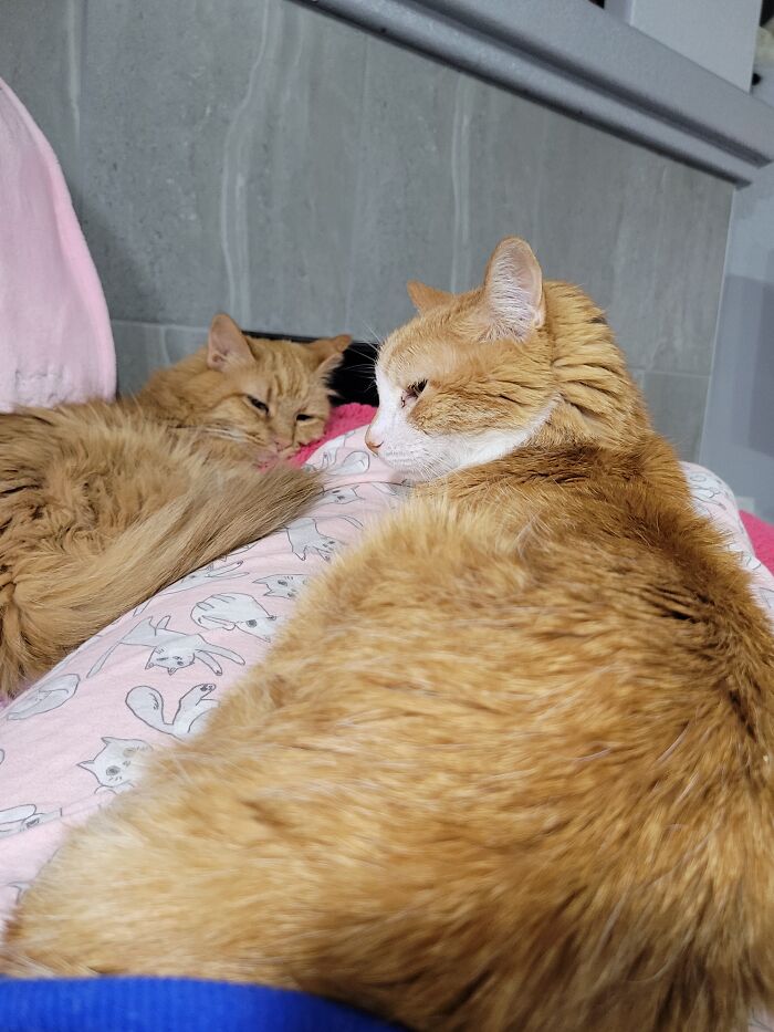 Indiana (Left) And Soxie (Right) - Both 18 This Year; Rescued From A Feral Mom As Kittens. Spoiled And Appropriately Worshipped Since