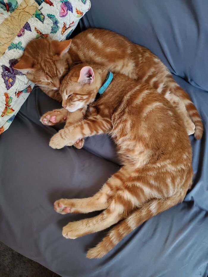 My Orange Twinsies, Bean And Tater