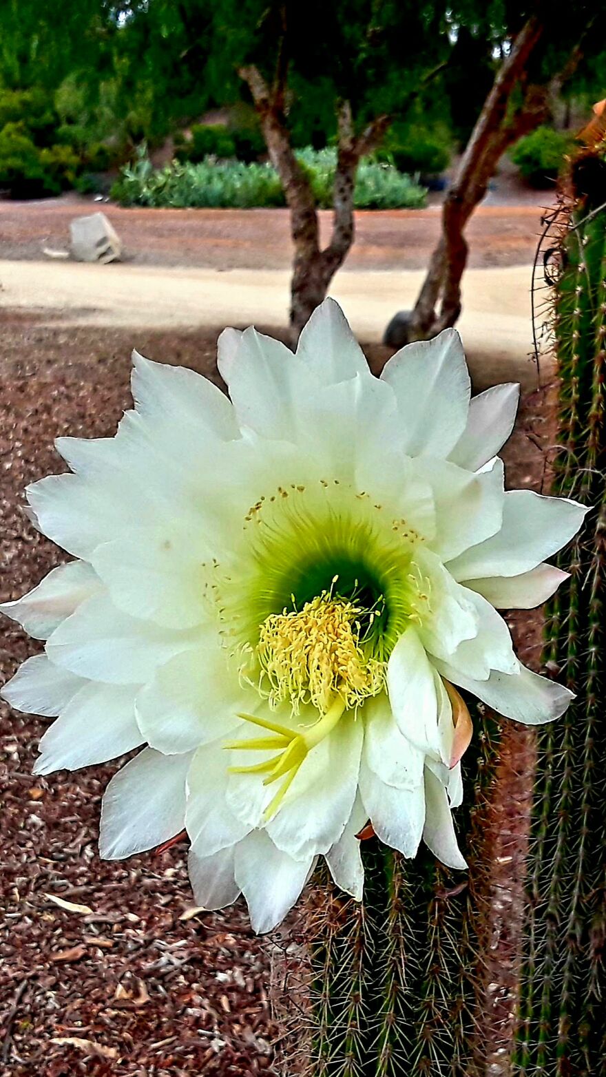 15 Strange Yet Beautiful Flowers From Planet Earth