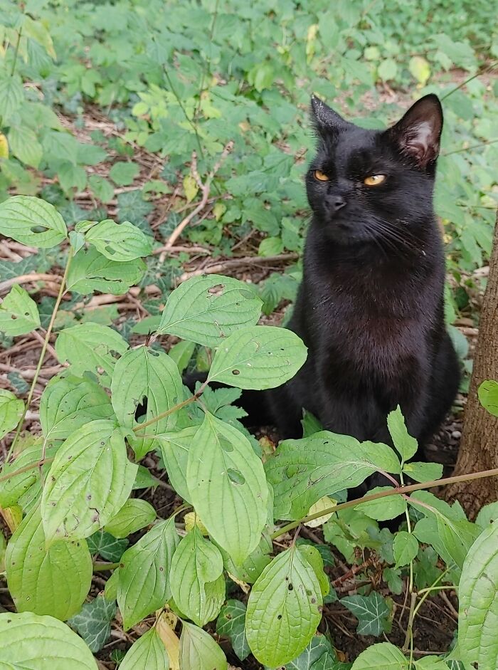 Pretty Little Panther