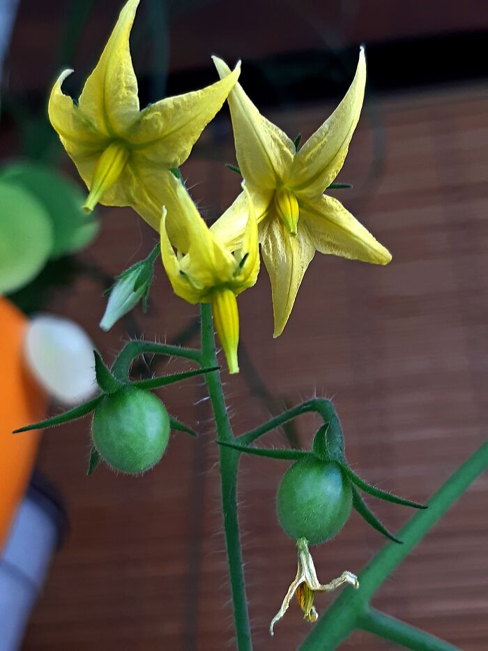 My Cherry Tomato, Was Very Small And Very Tasty