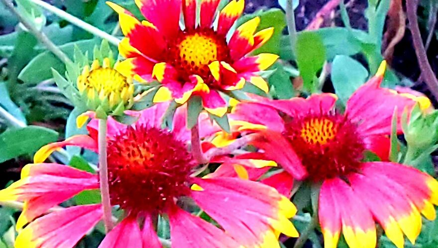 15 Strange Yet Beautiful Flowers From Planet Earth