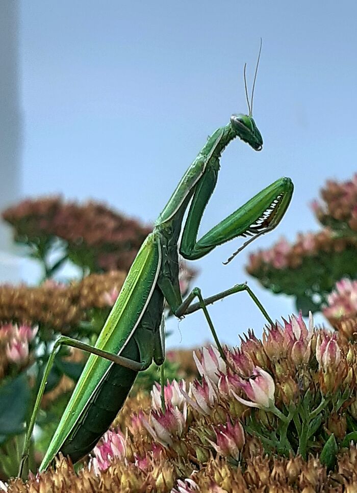 This "Alien" Is The Biggest Insect I've Ever Seen In A Garden Near My House