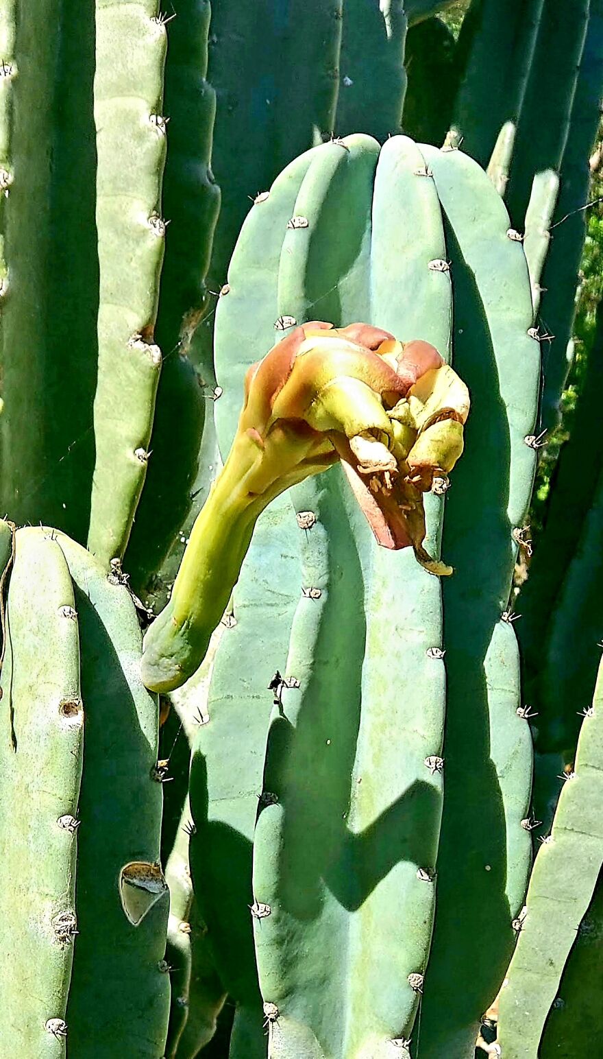 15 Strange Yet Beautiful Flowers From Planet Earth