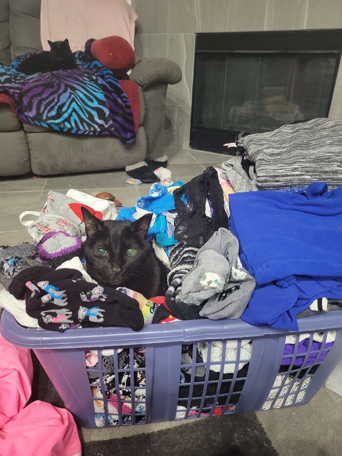 Nitemare Loves To Help With The Laundry